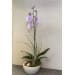 Angelic Orchid Plant | Glass Pot